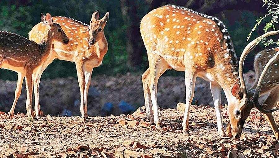 ಬೇಟೆಗಾರರಿಗೆ ವರವಾದ ಲಾಕ್ ಡೌನ್: ಅಭಯಾರಣ್ಯಗಳಲ್ಲಿ ಎಗ್ಗಿಲ್ಲದೆ ನಡೆಯುತ್ತಿದೆ ಪ್ರಾಣಿಗಳ ಕಳ್ಳಬೇಟೆ!