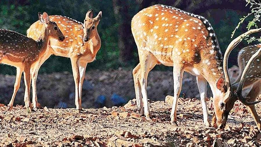 ಬೇಟೆಗಾರರಿಗೆ ವರವಾದ ಲಾಕ್ ಡೌನ್: ಅಭಯಾರಣ್ಯಗಳಲ್ಲಿ ಎಗ್ಗಿಲ್ಲದೆ ನಡೆಯುತ್ತಿದೆ ಪ್ರಾಣಿಗಳ ಕಳ್ಳಬೇಟೆ!