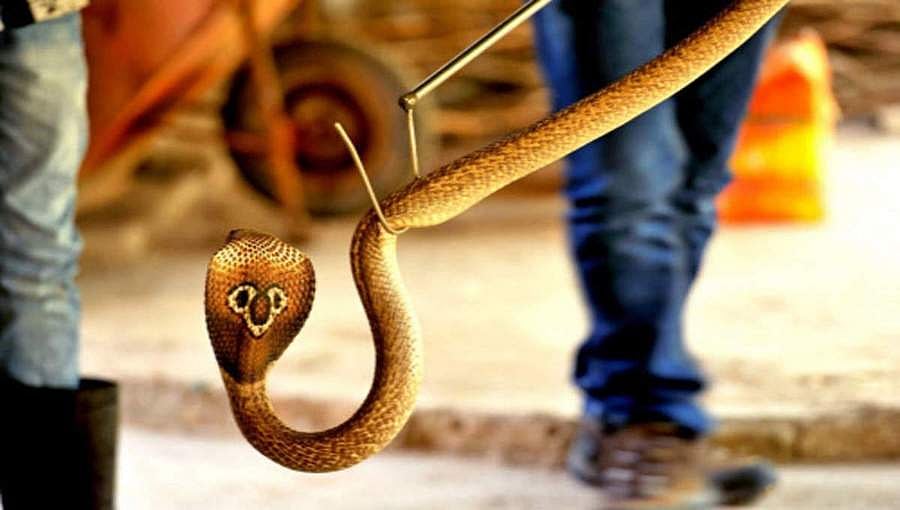 ಯುವಕನ ಪ್ಯಾಂಟಿನೊಳಗೆ ಹಾವು ತೂರಿ ಇಡೀ ರಾತ್ರಿ ಜಾಗರಣೆ!