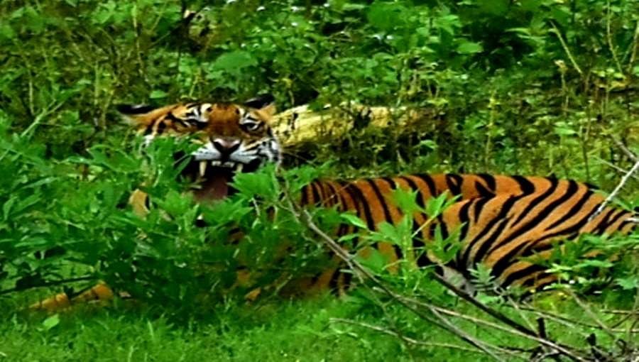 ಹುಲಿ ಗಣತಿ: ಬಂಡೀಪುರ ಹುಲಿ ಸಂರಕ್ಷಿತ ಅರಣ್ಯ ಪ್ರದೇಶಕ್ಕೆ ಎರಡನೇ ಸ್ಥಾನ