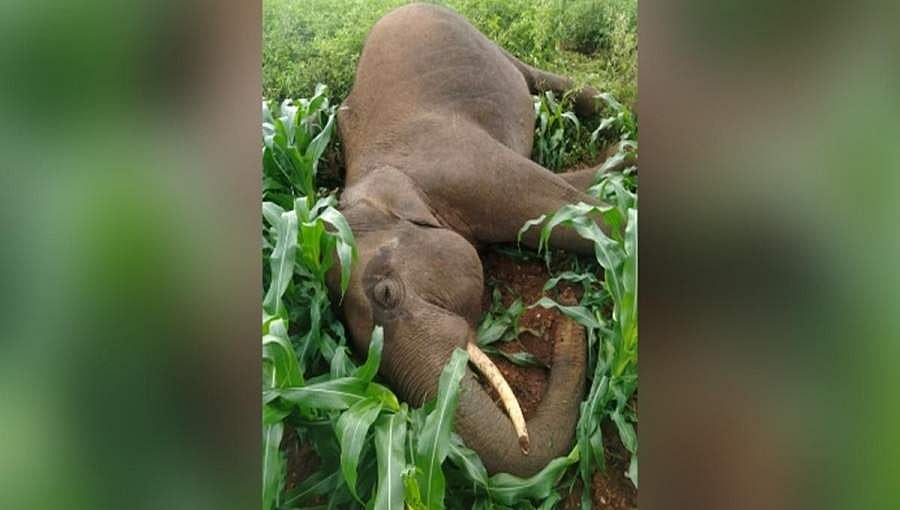 ಚಿಕ್ಕಮಗಳೂರು: ಆನೆ ಕಾರಿಡಾರ್ ಅತಿಕ್ರಮ, ಆಹಾರ ಅರಸಿ ನಾಡಿಗೆ ಬಂದಿದ್ದ ಕಾಡಾನೆ ಕರೆಂಟ್ ಶಾಕ್ ನಿಂದ ಸಾವು!