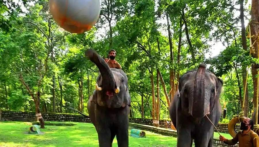 ಉತ್ತರ್ ಖಂಡ್: ಸೆರೆಹಿಡಿದ ಆನೆಗಳಿಗಾಗಿ ಜಿಮ್ ಸ್ಥಾಪನೆ!
