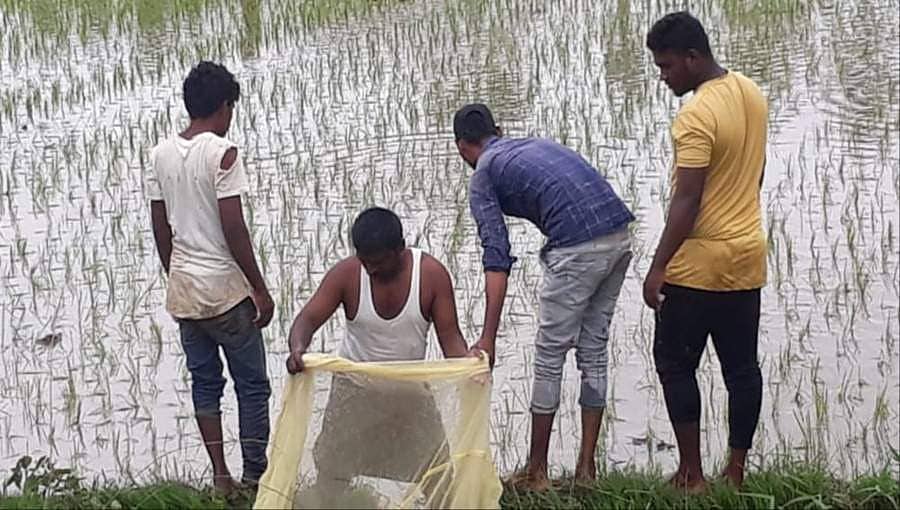 ಸಾಂಪ್ರದಾಯಿಕ ವಿಧಾನ ಹೋಯ್ತು, ಈಗ ಹೊಲ-ಗದ್ದೆಗಳಲ್ಲಿ ಮೀನುಗಾರಿಕೆ ಶುರುವಾಯ್ತು!