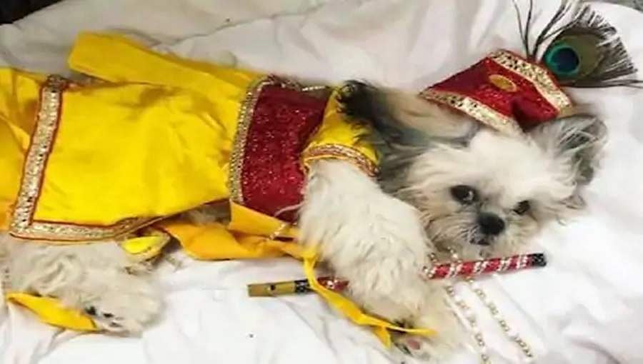 ಮಂಗಳೂರು: ನಾಯಿಗೆ ಕೃಷ್ಣನ ವೇಷ ಹಾಕಿ ವಿವಾದಕ್ಕೀಡಾದ ಯುವತಿ