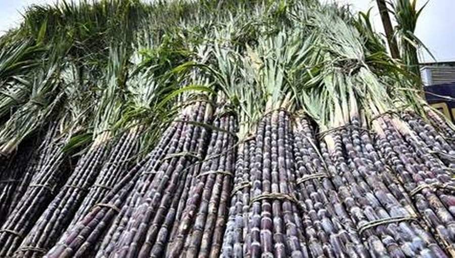ಕಬ್ಬಿಗೆ ಕನಿಷ್ಠ ಬೆಲೆ: ಕೇಂದ್ರ ಸಂಪುಟದ ಅನುಮೋದನೆ