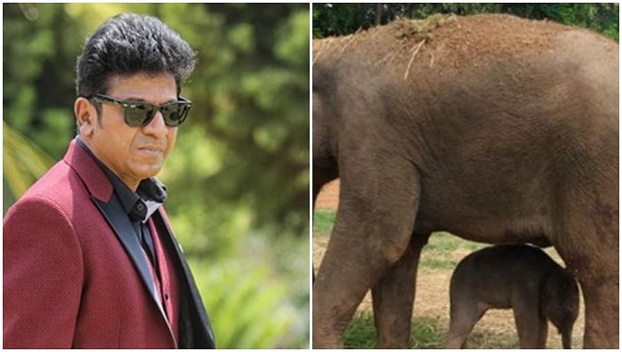 ಆನೆ ದತ್ತು ಸ್ವೀಕರಿಸಿದ ನಟ ಸೆಂಚುರಿ ಸ್ಟಾರ್ ಶಿವರಾಜ್ ಕುಮಾರ್