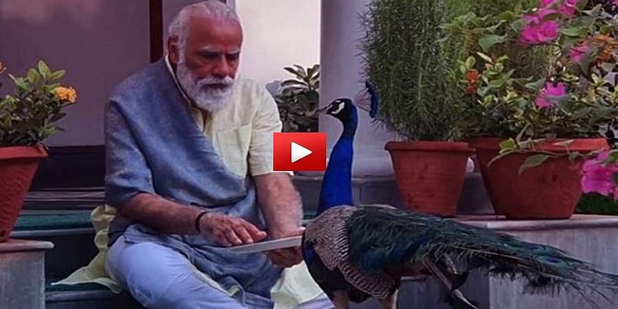 ಅಮೂಲ್ಯ ಕ್ಷಣಗಳು: ತಮ್ಮ ನಿವಾಸದಲ್ಲಿ ನವಿಲುಗಳಿಗೆ ಆಹಾರ ನೀಡಿದ ಪ್ರಧಾನಿ ಮೋದಿ-ವಿಡಿಯೋ ವೈರಲ್
