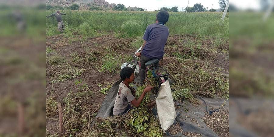 ಯೂಟೂಬ್ ಪ್ರೇರಣೆ: ಶೇಂಗಾ ಬೇರ್ಪಡಿಸಲು ಸಾಧನವಾಗಿ ಸೈಕಲ್ ಬಳಕೆ!