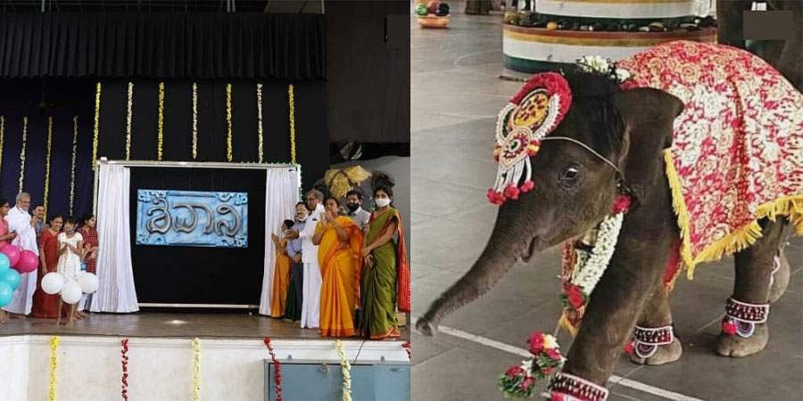 ಶ್ರೀ ಕ್ಷೇತ್ರ ಧರ್ಮಸ್ಥಳದ ಆನೆ ಮರಿಗೆ ನಾಮಕರಣ, ಹೆಸರು ಶಿವಾನಿ