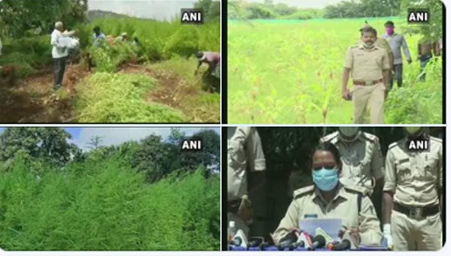ಚಿತ್ರದುರ್ಗ: ಅಕ್ರಮವಾಗಿ ಗಾಂಜಾ ಬೆಳೆಯುತ್ತಿದ್ದ 4 ಎಕರೆ ಭೂಮಿ ಜಪ್ತಿ, ಮೂವರ ಬಂಧನ 