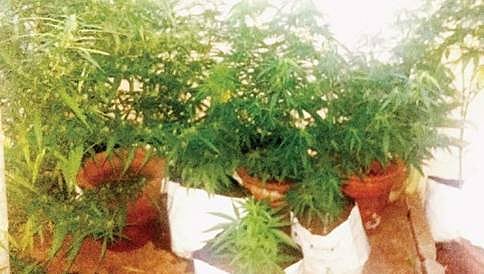 ಕೋಲಾರದಲ್ಲಿ 14 ಲಕ್ಷ ರೂ. ಮೌಲ್ಯದ ಗಾಂಜಾ ವಶ!
