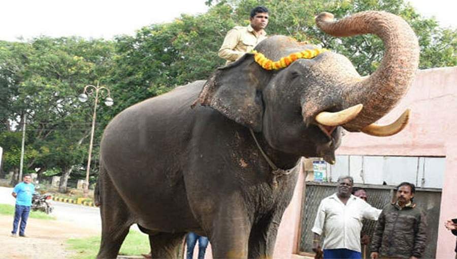 ಮೈಸೂರು ದಸರಾ: 'ಅರ್ಜುನ'ನ ಬದಲು 'ಅಭಿಮನ್ಯು' ಹೆಗಲಿಗೆ ಚಿನ್ನದ ಅಂಬಾರಿ