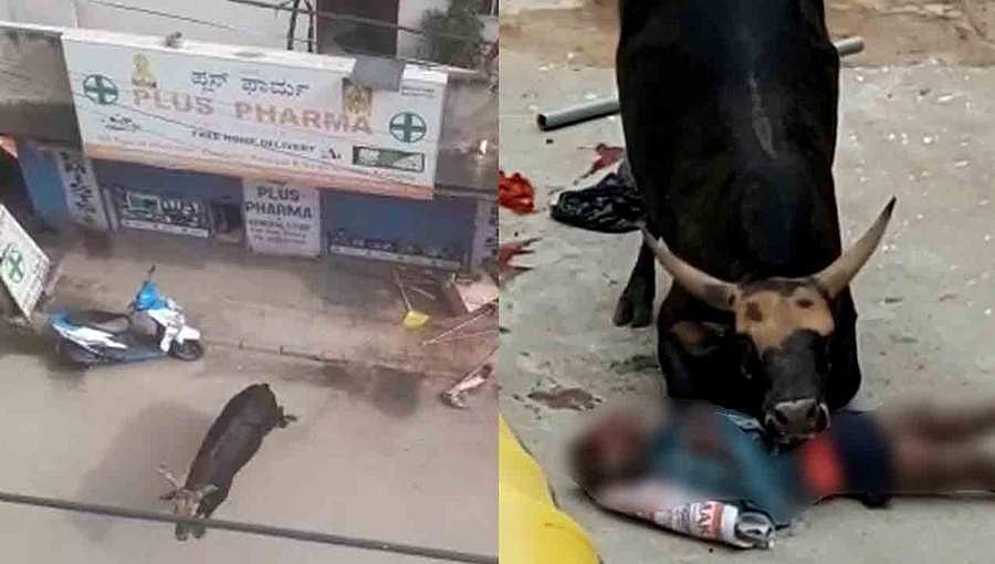 ಸಿಕ್ಕ ಸಿಕ್ಕವರಿಗೆ ತಿವಿದು ನಗರದಲ್ಲಿ ಗೂಳಿಯ ರೌದ್ರವತಾರ: ಇಬ್ಬರಿಗೆ ಗಾಯ 