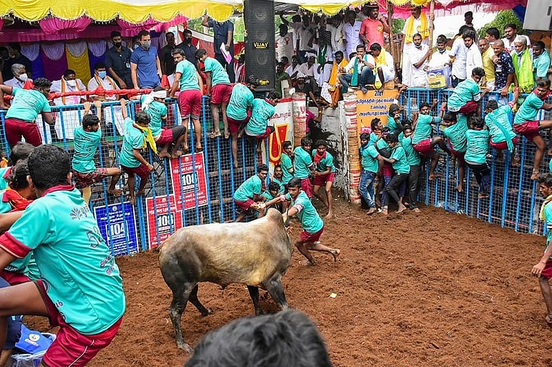 ಜಲ್ಲಿಕಟ್ಟು ಚಿತ್ರಗಳು