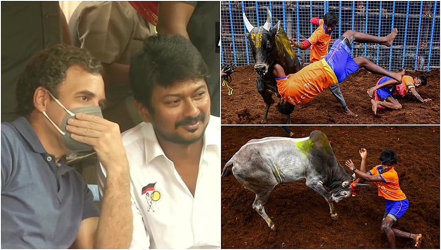 ಜಲ್ಲಿಕಟ್ಟು ಕ್ರೀಡೆ ವೀಕ್ಷಿಸಿದ ರಾಹುಲ್ ಗಾಂಧಿ, ರೋಚಕ ಫೋಟೋಗಳು!