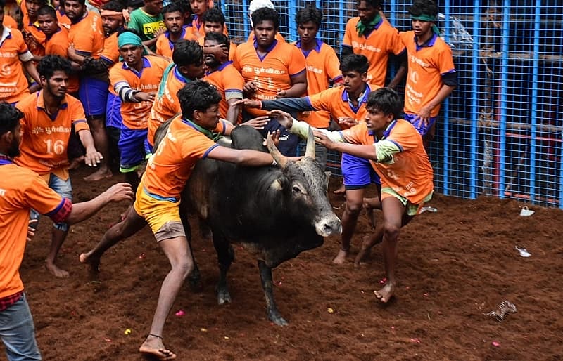 ಪೊಂಗಲ್ ಹಬ್ಬ(ಮಕರ ಸಂಕ್ರಾಂತಿ)ದ ಪ್ರಯುಕ್ತ ತಮಿಳುನಾಡಿನಲ್ಲಿ ಜಲ್ಲಿಕಟ್ಟು ಆಚರಿಸಲಾಗುತ್ತದೆ.