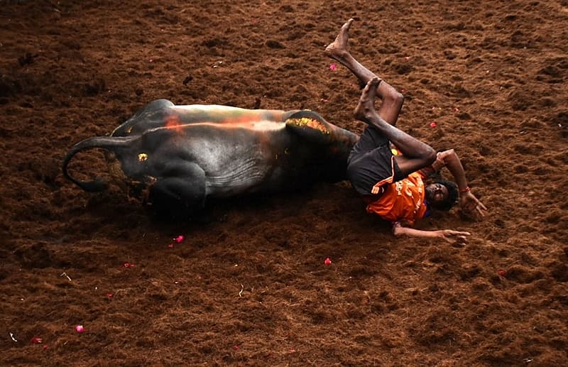 ಜಲ್ಲಿಕಟ್ಟು ಚಿತ್ರಗಳು