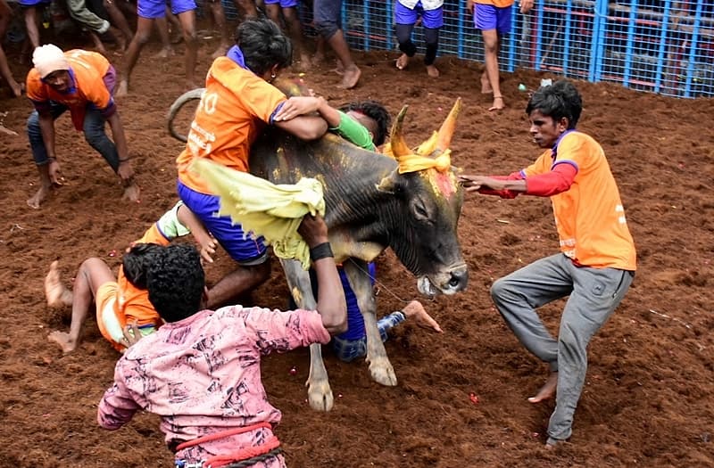 ಜಲ್ಲಿಕಟ್ಟು ಚಿತ್ರಗಳು