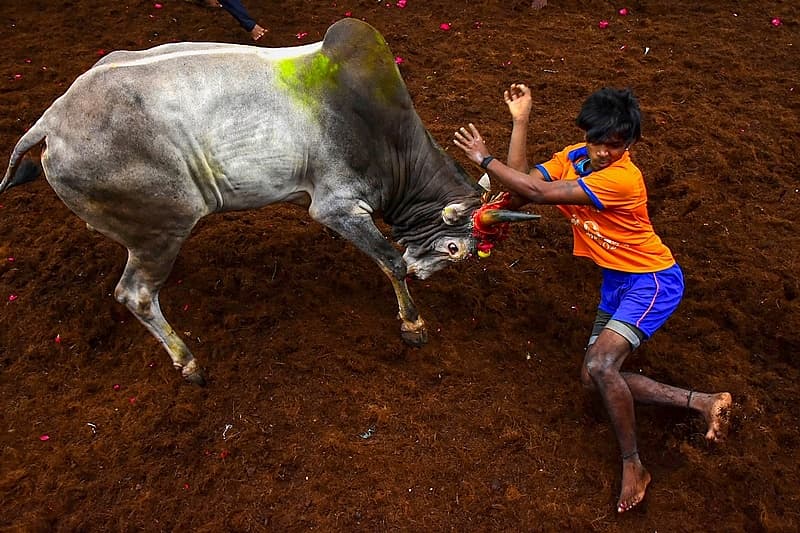 ಜಲ್ಲಿಕಟ್ಟು ಚಿತ್ರಗಳು