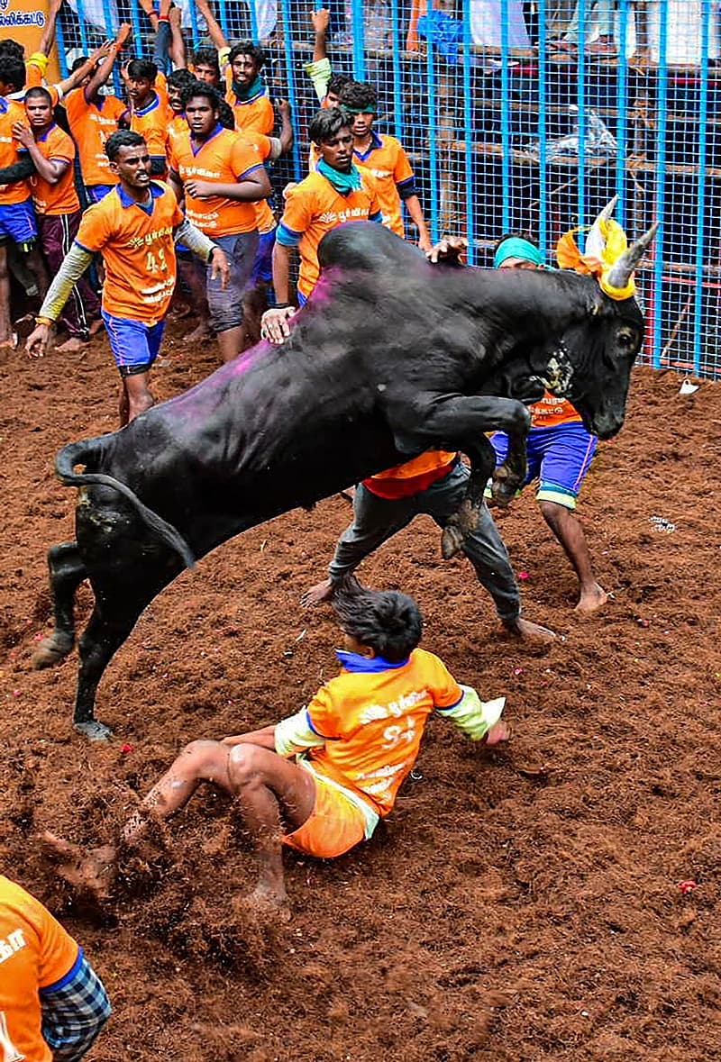 ಜಲ್ಲಿಕಟ್ಟು ಚಿತ್ರಗಳು