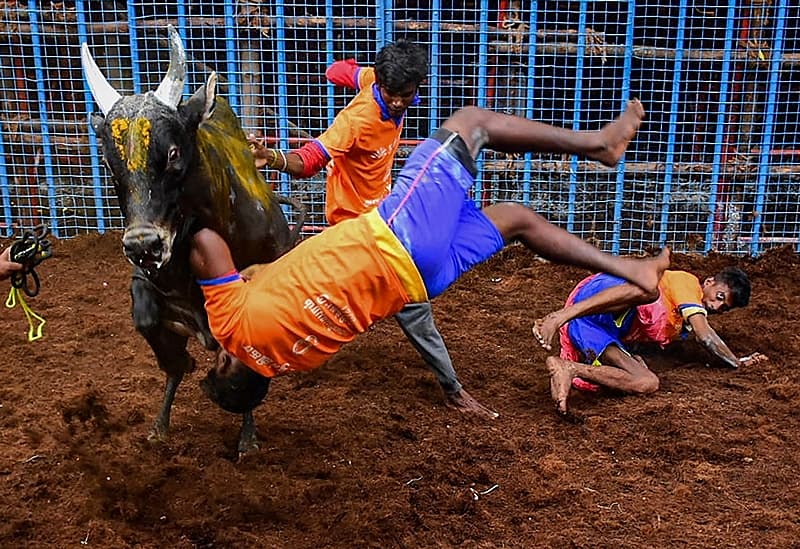 ಜಲ್ಲಿಕಟ್ಟು ಚಿತ್ರಗಳು