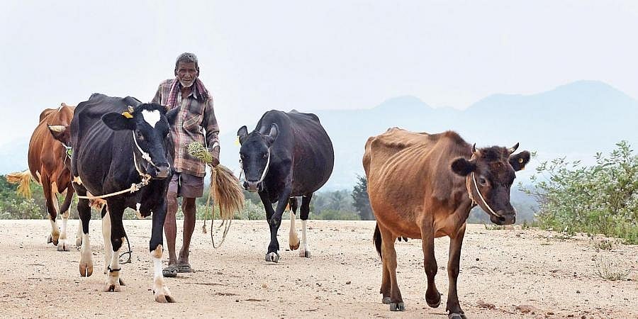 ಕೃಷಿ ಚಟುವಟಿಕೆಗಳಿಗೆ ಜಾನುವಾರು ಸಾಗಿಸುವವರ ಮೇಲೆ ಕ್ರಮವಿಲ್ಲ; ಹೈಕೋರ್ಟ್'ಗೆ ಸರ್ಕಾರ
