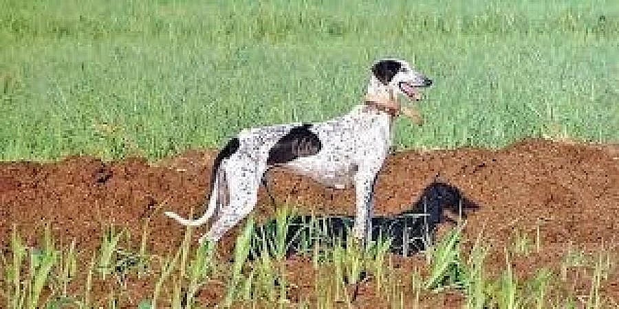 ರಾಣಾನ ಸ್ಥಾನ ತುಂಬಲು ಬಂಡೀಪುರ ತಲುಪಿದ ಮುಧೋಳ ತಳಿಯ ಶ್ವಾನ: ಕಾರ್ಯಾಚರಣೆಗೆ ಸಿದ್ಧ