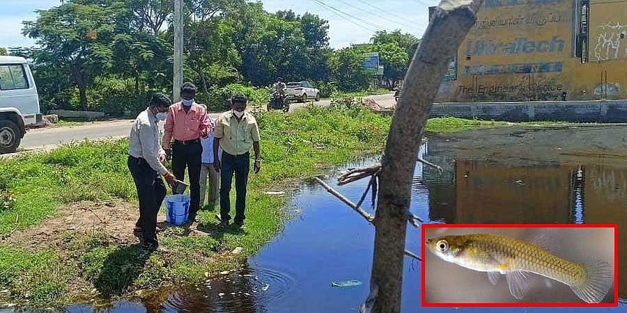 ಡೆಂಗ್ಯೂ ನಿಯಂತ್ರಣಕ್ಕೆ ಪುದುಚೇರಿ ಮಾಸ್ಟರ್ ಪ್ಲಾನ್, ಬಂತು ಸೊಳ್ಳೆಗಳ ಸ್ವಾಹ ಮಾಡುವ 'ಮಸ್ಕಿಟೋ ಫಿಶ್'