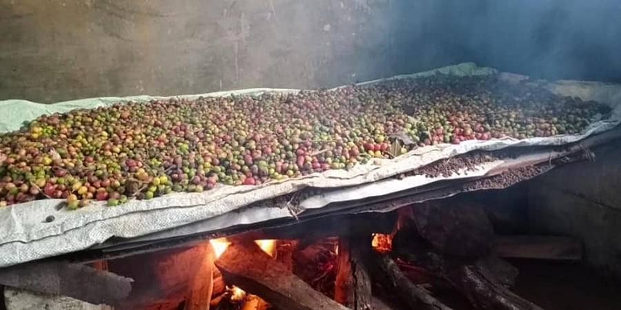 ಅಕಾಲಿಕ ಮಳೆಯಿಂದ ಎದುರಾದ ಸಂಕಷ್ಟ: ಸೌದೆ ಒಲೆ ಮೂಲಕ ಕಾಫಿ ಬೀಜ ಒಣಗಿಸಲು ಬೆಳೆಗಾರರು ಮುಂದು!