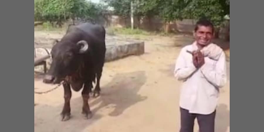 ಹಾಲು ಕರೆಯೋಕೆ ಬಿಟ್ಟಿಲ್ಲ ಎಂದು ಎಮ್ಮೆ ವಿರುದ್ಧವೇ ದೂರು ಕೊಟ್ಟ ಭೂಪ!