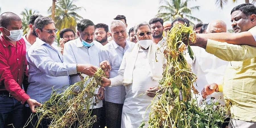 ಕೋಲಾರ: ಬೆಳೆ ಹಾನಿ ಪ್ರದೇಶಗಳಿಗೆ ಸಿದ್ದರಾಮಯ್ಯ ಭೇಟಿ, ಪರಿಶೀಲನೆ