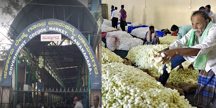 ಇತಿಹಾಸದಲ್ಲೇ ಮೊದಲ ಬಾರಿಗೆ ರೇಷ್ಮೆ ಗೂಡಿನ ದರ ದುಪ್ಪಟ್ಟು; ಪ್ರತಿ ಕೆಜಿಗೆ 785 ರೂ.!