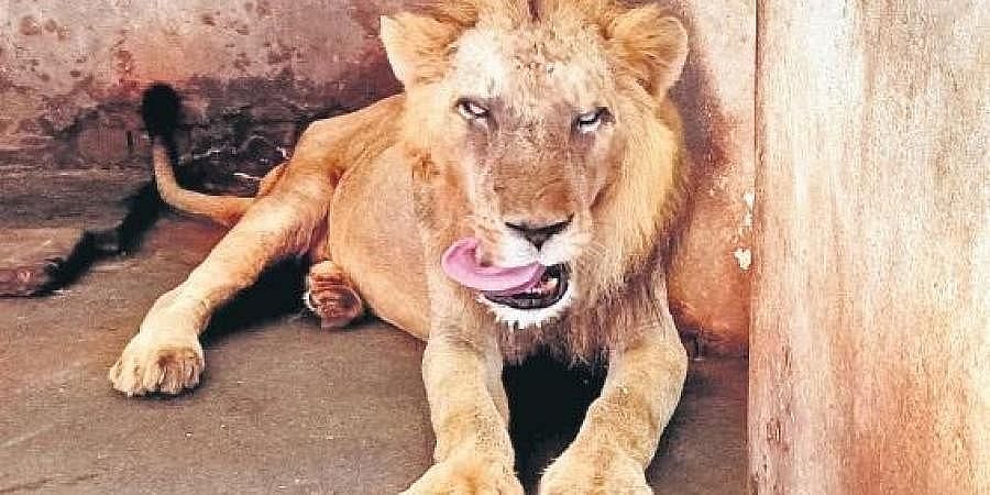 ಕೇರಳದ ಅತ್ಯಂತ ಹಿರಿಯ ಸಿಂಹಕ್ಕೆ ಮೃಗಾಲಯದಲ್ಲಿ ರಾಜಾತಿಥ್ಯ: ಮೂರು ವರ್ಷಗಳ ಹಿಂದೆ ಪ್ಯಾರಾಲಿಸಿಸ್