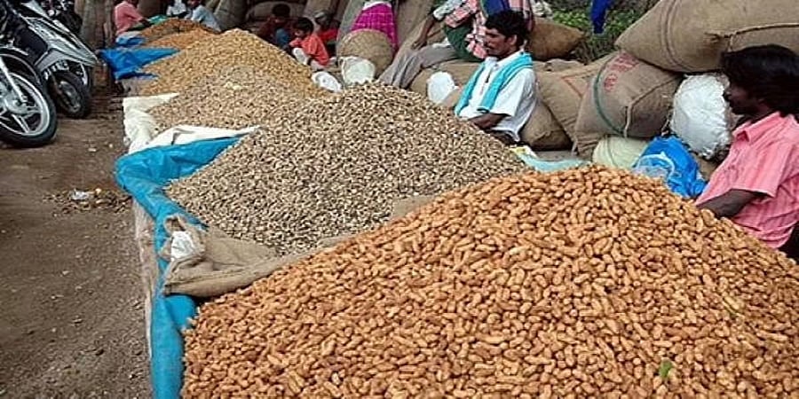 ಬೆಂಗಳೂರು: ಬಸವನಗುಡಿಯಲ್ಲಿ ಕಡಲೇಕಾಯಿ ಪರಿಷೆ, ಆಕರ್ಷಕ ಜಾಗಕ್ಕಾಗಿ ಪೈಪೋಟಿ