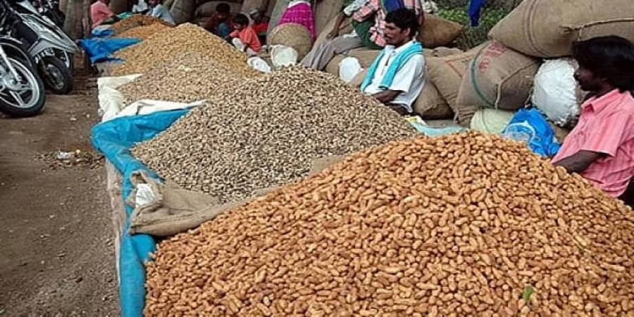 ಬೆಂಗಳೂರು: ಬಸವನಗುಡಿಯಲ್ಲಿ ಕಡಲೇಕಾಯಿ ಪರಿಷೆ, ಆಕರ್ಷಕ ಜಾಗಕ್ಕಾಗಿ ಪೈಪೋಟಿ