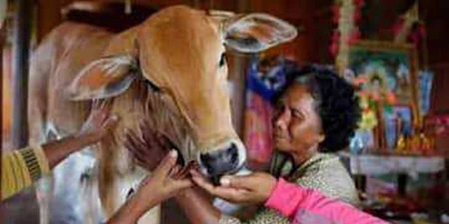 ಗಂಡನ ಪುರ್ನಜನ್ಮ: ಹಸು ಜೊತೆ ಮದುವೆಯಾದ ಮಹಿಳೆ!