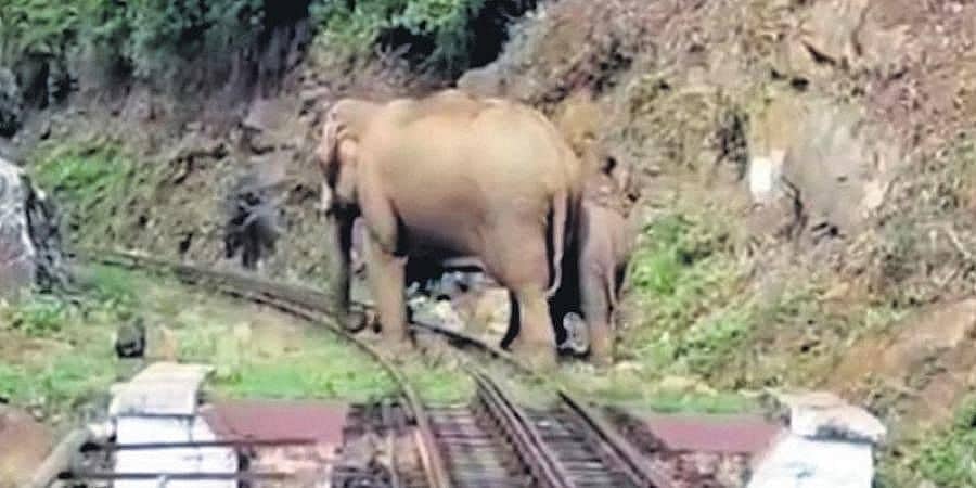 ಕೇರಳ: ರೈಲಿಗೆ ಸಿಕ್ಕಿ ಆನೆಗಳು ಸಾಯುವುದನ್ನು ತಡೆಗಟ್ಟಲು ಹಳಿಗೆ ಬೇಲಿ ಹಾಕಲು ಅರಣ್ಯಾಧಿಕಾರಿಗಳು ಮುಂದು