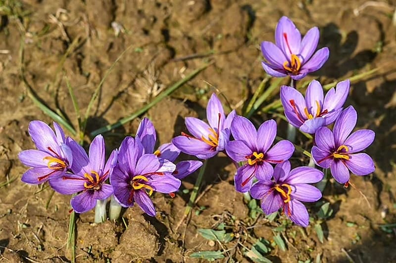 ಕೇಸರಿ ಬೆಳೆ