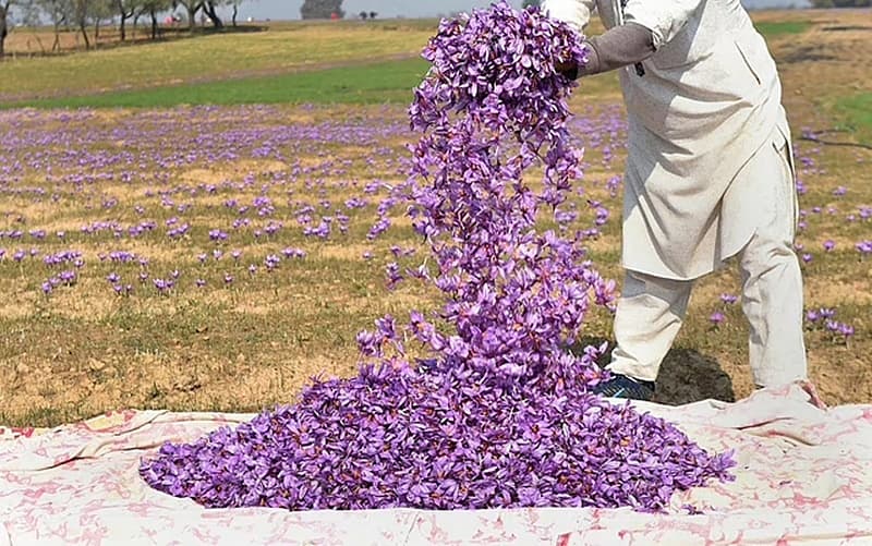 ಕೇಸರಿ ಬೆಳೆ