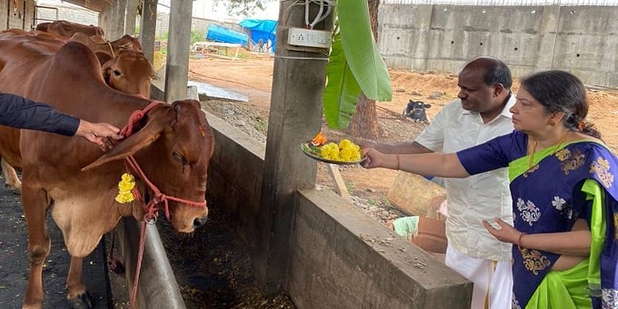 ಬಲಿಪಾಡ್ಯಮಿ: ಗೋ ಪೂಜೆ ನೆರವೇರಿಸಿದ ಎಚ್ ಡಿ ಕುಮಾರಸ್ವಾಮಿ