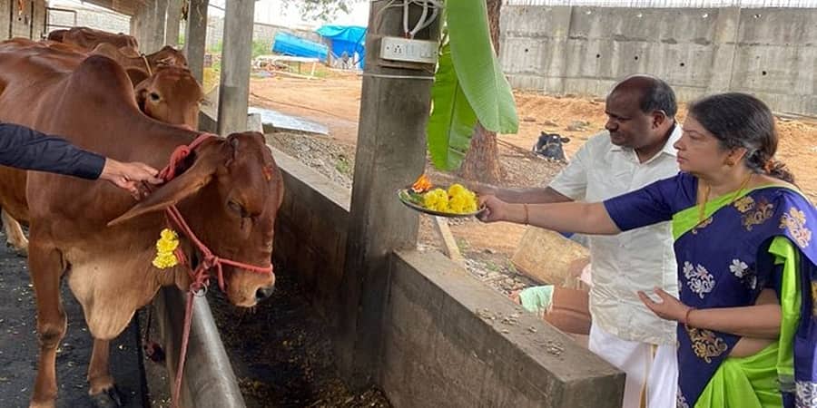 ಬಲಿಪಾಡ್ಯಮಿ: ಗೋ ಪೂಜೆ ನೆರವೇರಿಸಿದ ಎಚ್ ಡಿ ಕುಮಾರಸ್ವಾಮಿ