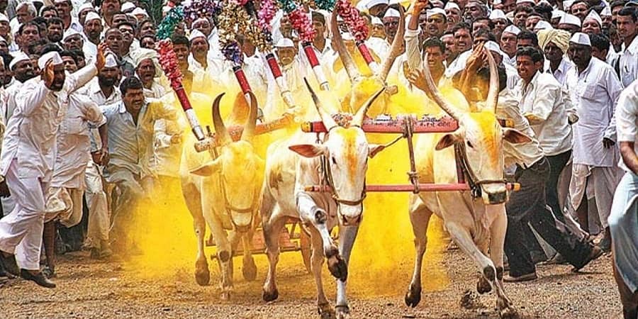 ಮಹಾರಾಷ್ಟ್ರದ ಸಾಂಪ್ರದಾಯಿಕ ಎತ್ತಿನಗಾಡಿ ಓಟಕ್ಕೆ ಸುಪ್ರೀಂ ಕೋರ್ಟ್ ಅಸ್ತು