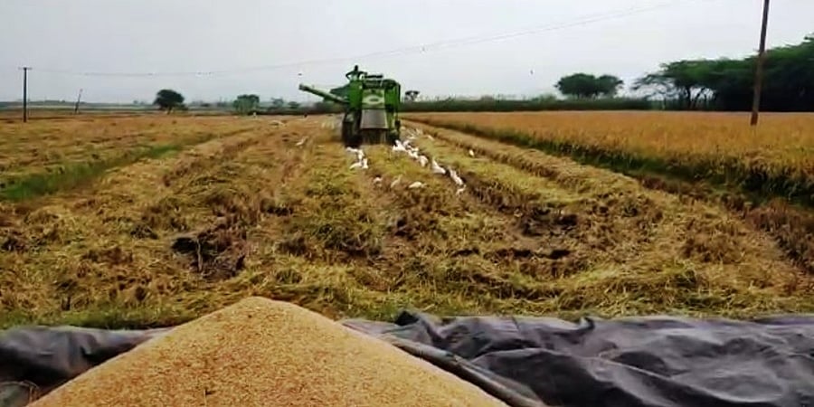 ಆರ್ ಎನ್ ಆರ್ ತಳಿ ಭತ್ತದ ಬೆಳೆ; ರೈತರ ಮೊಗದಲ್ಲಿ ಮಂದಹಾಸ