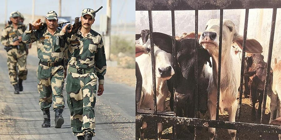 ಬಿಎಸ್ಎಫ್ ಕಾರ್ಯಾಚರಣೆ: ಬಾಂಗ್ಲಾದೇಶ ಗಡಿಯಲ್ಲಿ ಶಂಕಿತ ಜಾನುವಾರು ಕಳ್ಳಸಾಗಣೆದಾರ ಹತ