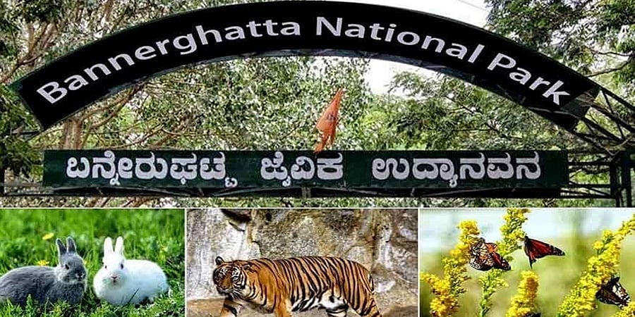 ಬನ್ನೇರುಘಟ್ಟ ಸಫಾರಿ ಇನ್ನೂ ದುಬಾರಿ: ಜನವರಿ 1 ರಿಂದ ದರ ಪರಿಷ್ಕರಣೆ ಅನ್ವಯ