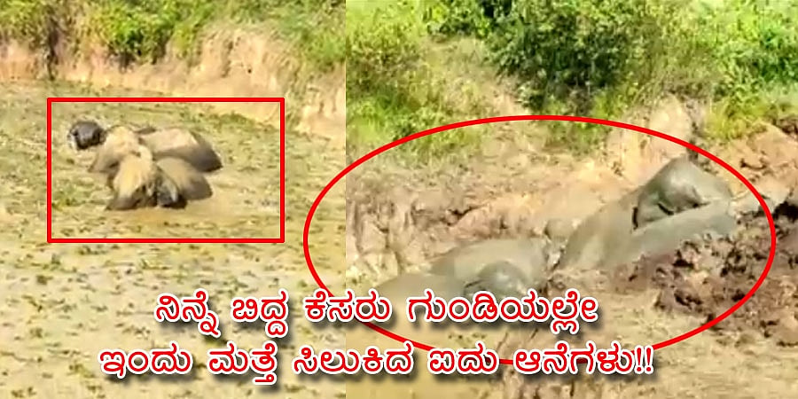 ಅಸ್ಸಾಂ: ನಿನ್ನೆ ಬಿದ್ದ ಕೆಸರು ಗುಂಡಿಯಲ್ಲೇ ಮತ್ತೆ ಸಿಲುಕಿದ ಐದು ಆನೆಗಳು!!