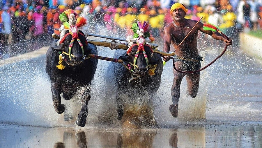 ಕೊರೋನಾ ಅನಿಶ್ಚಿತತೆಯ ನಡುವೆಯೂ ಕರಾವಳಿ ಜಿಲ್ಲೆಗಳಲ್ಲಿ ಕಂಬಳ ಯಶಸ್ವಿ!