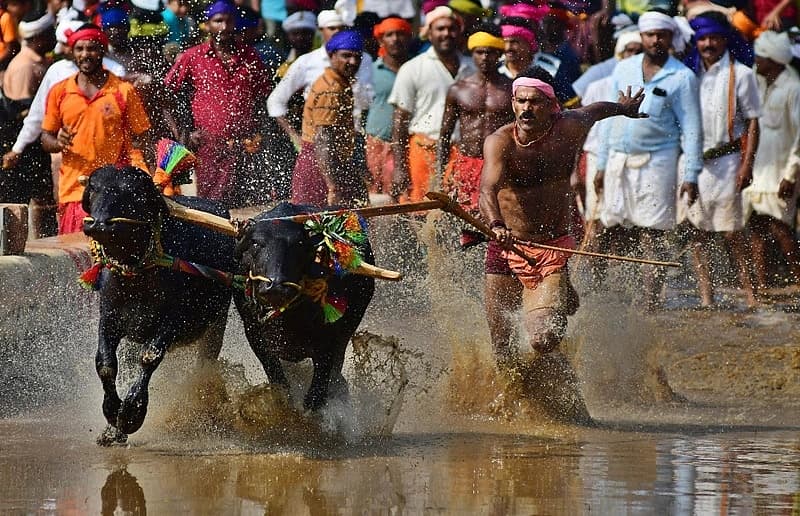 ವಾಮಂಜೂರು ತಿರುವೈಲು ಶ್ರೀ ಅಮೃತೇಶ್ವರ ದೇವಸ್ಥಾನದ ಎದುರಿನ ತಿರುವೈಲು ಗುತ್ತಿನಲ್ಲಿ ಕಂಬಳ ನಡೆಯುತ್ತಿದೆ. ಕಂಬಳದಲ್ಲಿ 150ಕ್ಕೂ ಹೆಚ್ಚು ಕೋಣಗಳ ಜತೆ ಭಾಗವಹಿಸಿದ್ದವು.