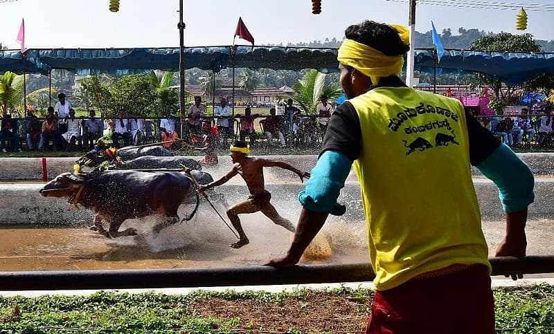ಬಂಟ್ವಾಳ ತಾಲ್ಲೂಕಿನ ಹೊಕ್ಕಾಡಿಗೋಳಿಯ ‘ವೀರ-ವಿಕ್ರಮ’ ಜೋಡುಕರೆ ಕಂಬಳ