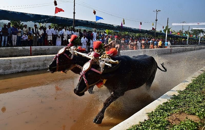 ಐಕಳದ ‘ಕಾಂತಬಾರೆ– ಬೂದಬಾರೆ’ ಕಂಬಳ, ತಿರುವೈಲು ಗುತ್ತಿನಲ್ಲಿ ‘ಸಂಕುಪೂಂಜ- ದೇವುಪೂಂಜ’ ಹೆಸರಲ್ಲಿ ಕಂಬಳ ನಡೆಯಿತು.